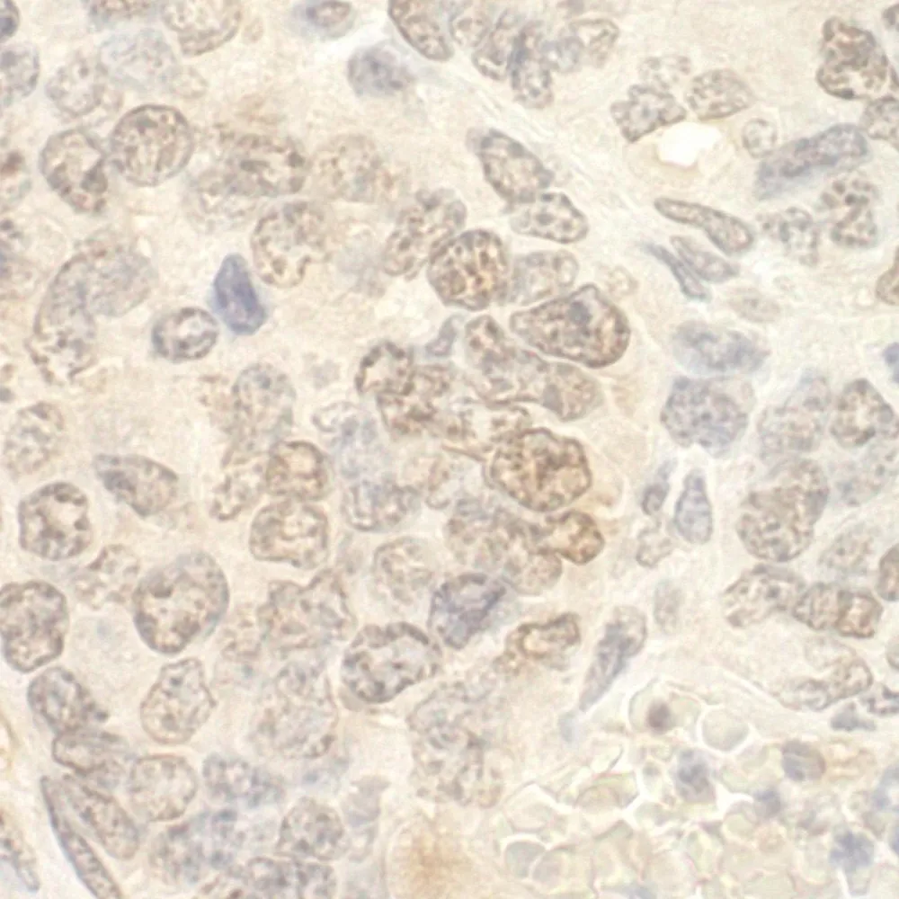 Rabbit anti-NCBP2 IHC Antibody, Affinity Purified