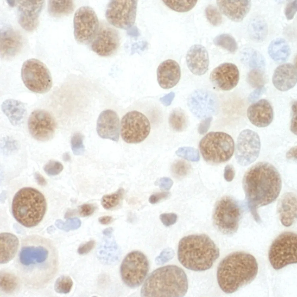 Rabbit anti-SF3B3 IHC Antibody, Affinity Purified
