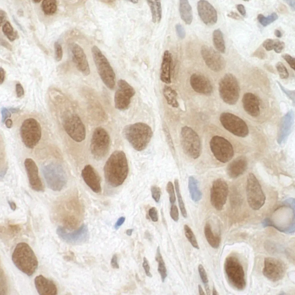 Rabbit anti-BRCC36 IHC Antibody, Affinity Purified