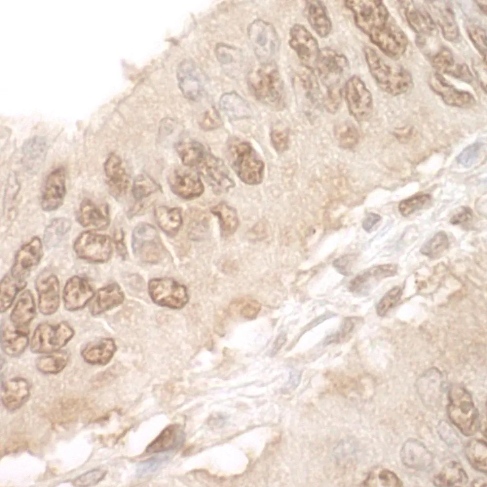 Rabbit anti-JMY IHC Antibody, Affinity Purified